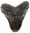 Bargain, Juvenile Megalodon Tooth - South Carolina #54130-1